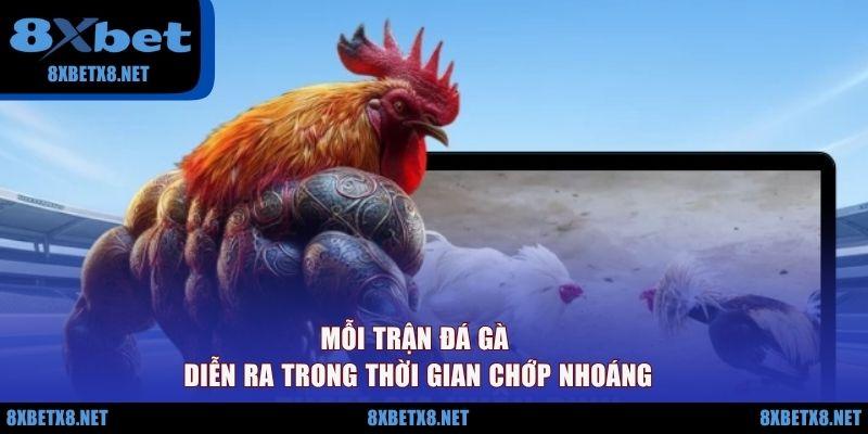 Mỗi trận đá gà diễn ra trong thời gian chớp nhoáng